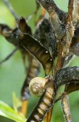 Garden banded snail, Snail Cepaea hortensis, on overblown lupin plant