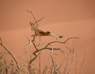 Greater Kestrel