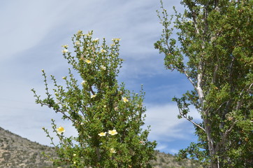 Mount Charleston