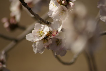 close up of a working honey bee cross pollinating white almond blossoms on a tree in rural New South Wales, Australia