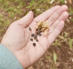 Hand holding several hollyhock flower seeds