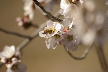close up of a working honey bee cross pollinating white almond blossoms on a tree in rural New South Wales, Australia