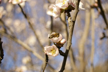 close up of a working honey bee cross pollinating white almond blossoms on a tree in rural New South Wales, Australia