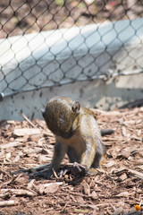 Baby Allen's monkey found something