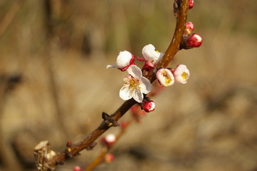 bright white and pink almond blossoms and buds on a tree in a rural garden just before spring in New South Wales, Australia