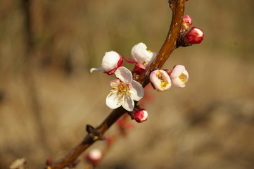 bright white and pink almond blossoms and buds on a tree in a rural garden just before spring in New South Wales, Australia