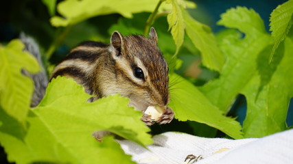 草葉の影からシマリス