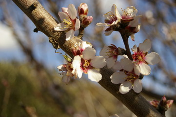 bright white and pink almond blossoms and buds on a tree in a rural garden just before spring in New South Wales, Australia
