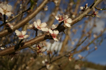 bright white and pink almond blossoms and buds on a tree in a rural garden just before spring in New South Wales, Australia