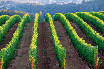 Looking between vineyard rows, up a slope, bare dirt between lush green vines highlighted by afternoon sun in an Oregon vineyard.