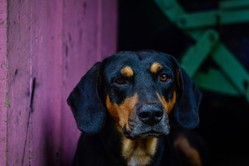 portrait of adult dog indoors