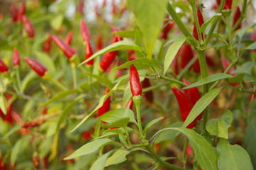 close up of a harvest of fresh red spicy chillies growing on a bush in a greenhouse on a farm in rural New South Wales, Australia