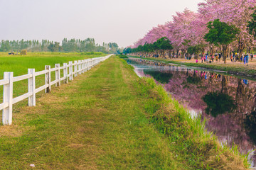 Tabebuia rosea is a Pink Flower neotropical tree in Nakhon Pathom, Thailand on February 22, 2016