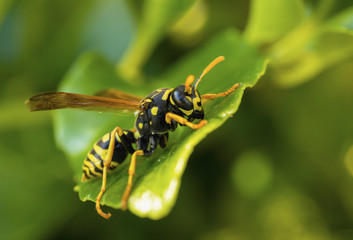 Wasp Close-up On A Leaf