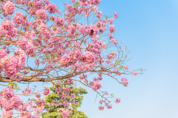 Obraz na płótnie Canvas Tabebuia rosea is a Pink Flower neotropical tree and blue sky