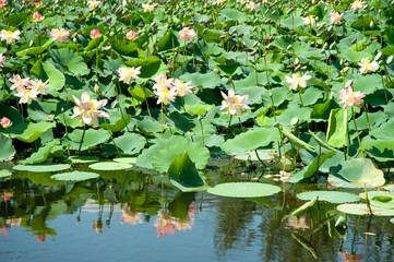 Beautiful lotus flowers grows in the lake. Botanical garden in Jerusalem.
