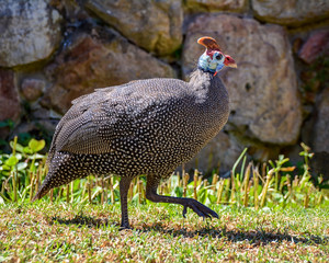 Helmeted Guineafowl