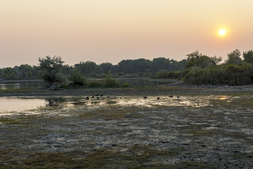 Sunrise Swampy Lake Bird Silhouettes