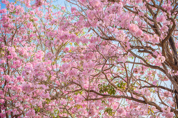 Tabebuia rosea is a Pink Flower neotropical tree