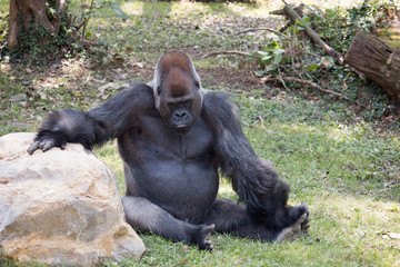 gorilla looking down