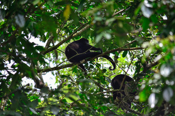 the monkey congo in its habitat