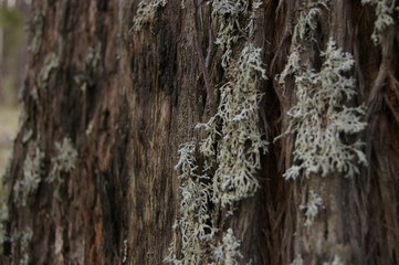 wintry white lichen growing on the barked trunk of a native tree in a forested area, rural New South Wales, Australia