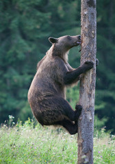 brown bear in its natural habitat climbing a tree