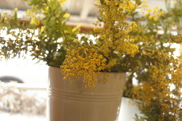vase of yellow native Australian wattle flowers in display in a shop window, rural New South Wales