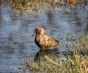 Hamerkop