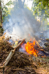 fire burning dry tree