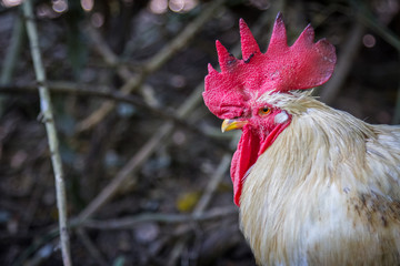 rooster looking for the other