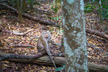 Happy Jungle Monkey in Khao Yai National Park, Thailand