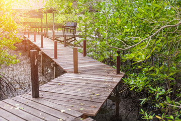 Mangroves inTung Prong Thong or Golden Mangrove Field at Estuary Pra Sae, Rayong, Thailand