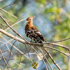 African Hoopoe