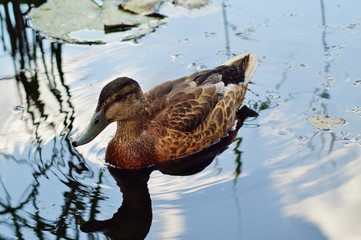 mallard duck on water surface
