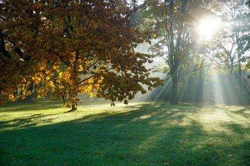 Beautiful autumn landscape  -  autumn in park.The rays of the sun in the morning

