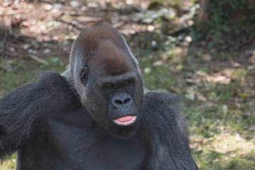 Gorilla sticking tongue out 2