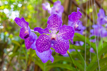 Violet ,Purple orchid in a garden with green bokeh