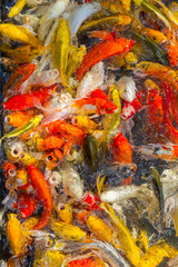 Obraz na płótnie Canvas Koi Carps Fish Japanese swimming (Cyprinus carpio) beautiful color