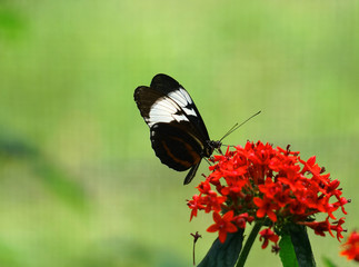 close up on beautiful butterfly on red flower