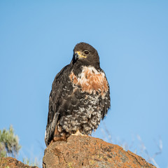 Jackal Buzzard