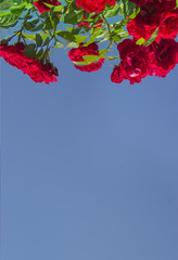 on a blue sky background a red rose flower