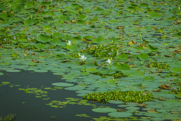 ShriLanka national park
