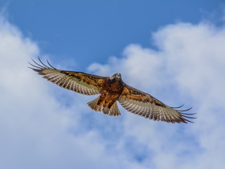 Jackal Buzzard In Flight