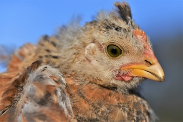 4 week old chick