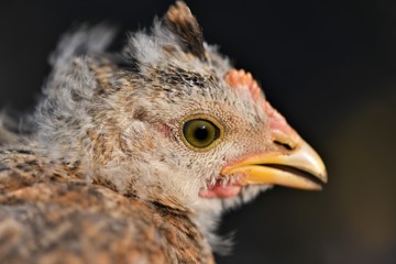 Chicken chick. 4 weeks old