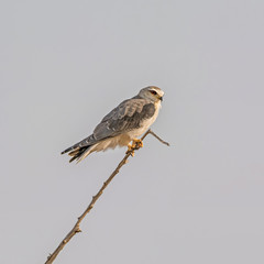 Juvenile Black-shouldered Kite