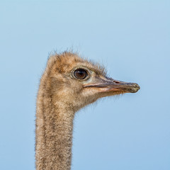 Juvenile Ostrich