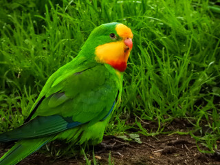 Green and Yellow Parakeet 