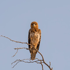 Juvenile Tawny Eagle